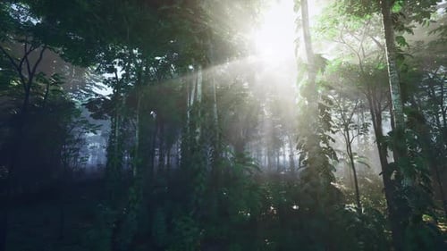 Sun Peeking Through Trees in Forest