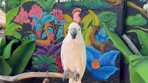 Salmon-Crested Cockatoo Perched on a Branch