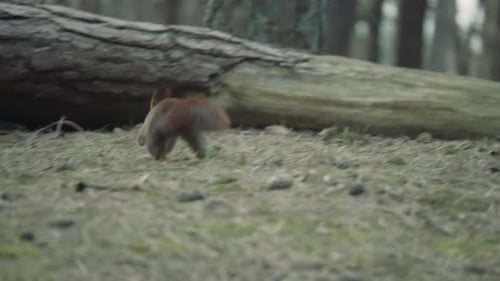 Red Squirrel moving in the woods collecting and burying nuts