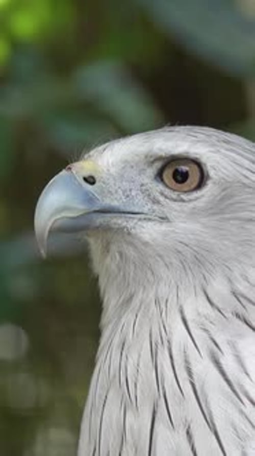 White Bellied Sea Eagle Portrait