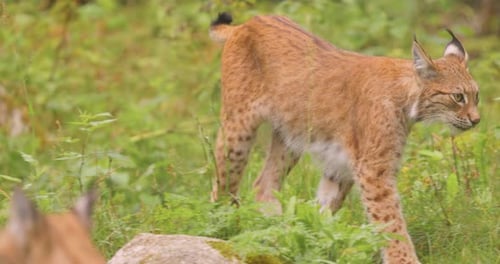 The Eurasian lynx (Lynx lynx) in the forest.