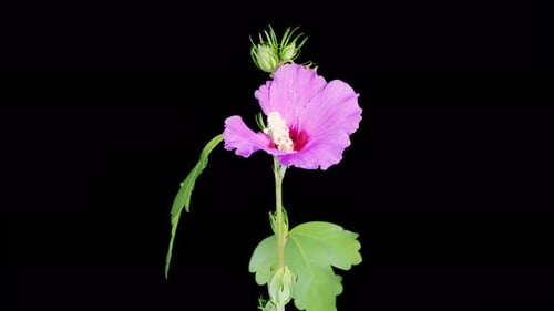 Wunderschöne rosa Hibiskusblüte öffnen