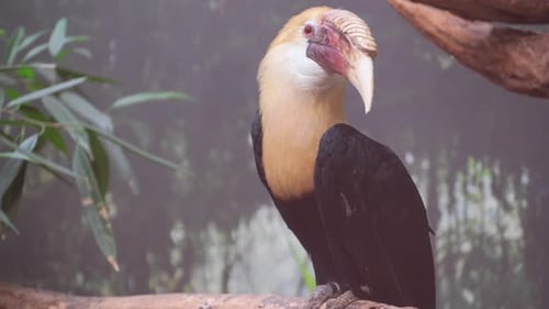 A Toucan Perches on a Branch Amid Lush Greenery Showcasing Nature
