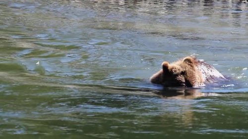 Grizzly bear puts her face underwater in river to look for salmon