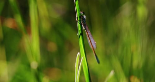 Un gros plan d'un insecte sur le brin d'herbe verte révèle les détails complexes de son petit corps et