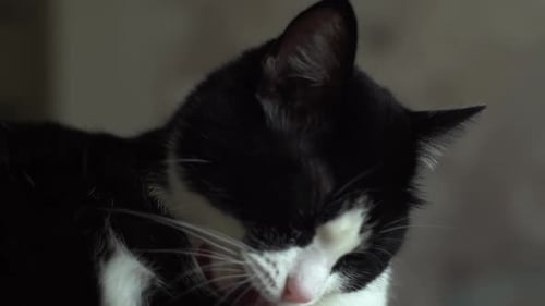 Black And White Cat