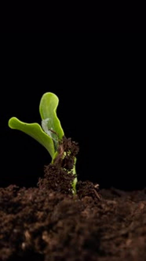 Growing Plants in Spring Timelapse Sprouts Germination Newborn Cucumber Green Seedling