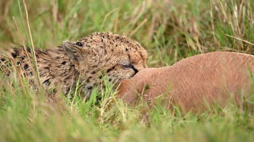 Cheetah Feeding on Antelope in the Savannah