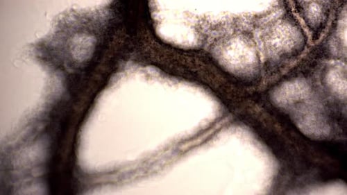 Tubuli des Schleimpilzes Physarum polycephalum zeigen zytoplasmatische Strömung.