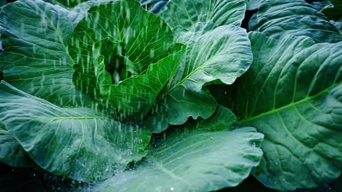 Fresh Cabbage Growing Under Gentle Rain