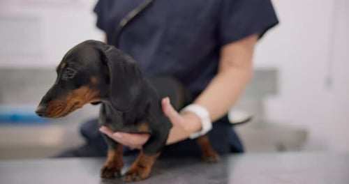 Hands, puppy and stethoscope with a pet at the vet for a breathing, healthcare checkup or treatment