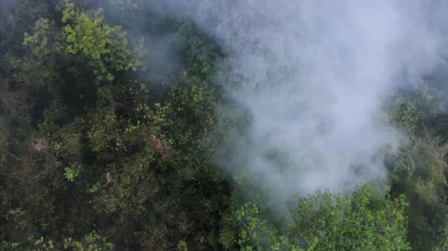 Fire in the tropical forest with smoke