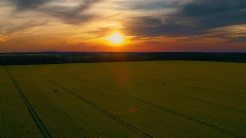 Drohne Goldener Sonnenuntergang im Rapsfeld an einem Sommertag im Freien. Aus der Luft