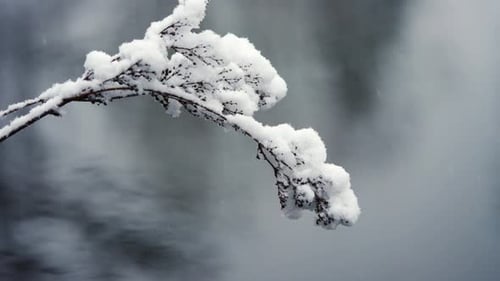 View of snow-covered flower hanging on the branch of tree near a river