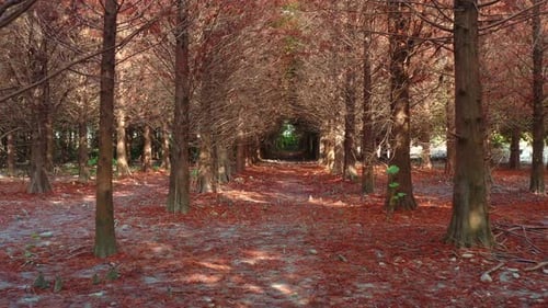 Cinematic aerial flyover capturing a tranquil forest path lined with Bald Cypress trees, under a nat