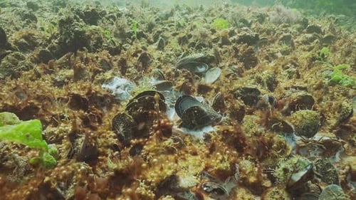 La colonie de moules est recouverte d'une couche brune de bulles de gaz et d'un film blanchâtre ressemblant à une moisissure