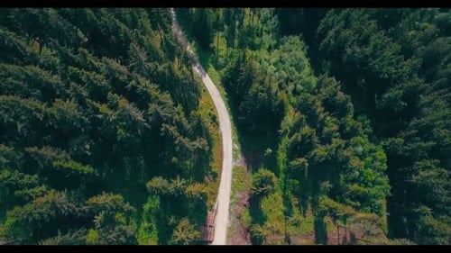 Road | forest