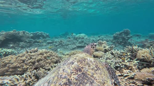 An underwater shot from the perspective of a sea turtle as it swims over a vibrant coral reef.