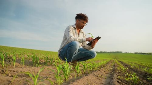 Agricultor árabe examinando a safra de milho com tablet digital no campo