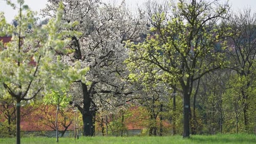 An fruit orchard in full bloom in spring. Slow-motion parallax shot.