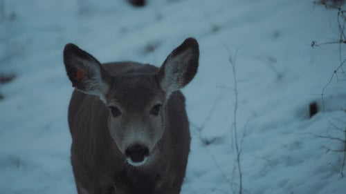 Close up of a young deer surrounded by snow looking at the camera