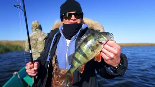 Pescador segura peixe-perca em um barco em um rio