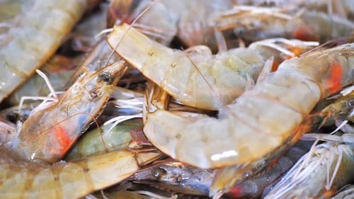 Uncooked Jumbo Shrimp in Pile Close Up