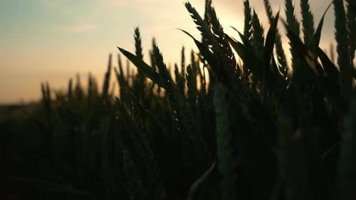 Vibrant Wheat Field with Lush Green Grass and Warm Sunset Glow in Background Close Up