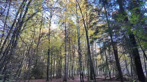 Sunbeams shining through the beautiful foliage of tall trees in a colorful autumn forest in Slovenia