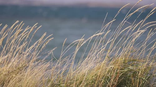 A close-up shot of yellow beach grass swaying in the wind. Stormy sea in the background.