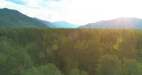 Aerial View Low Flight Above Evergreen Pine Tree Landscape with Endless Mountain Forest at Sunny