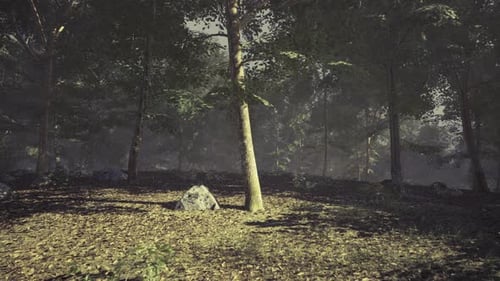 Tranquil Forest Landscape with Sunlight Filtering Through Trees