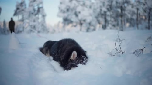 An Alaskan Malamute Reclining on a Blanket of Deep Snow - Close Up