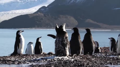 Chinstrap penguins Colony