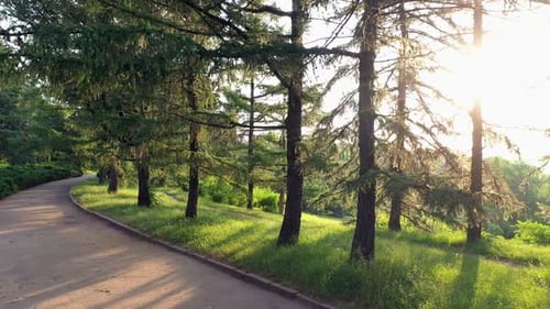 Pathway and Green Trees in the Park