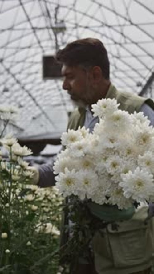 Man Picking White Flowers in a Greenhouse