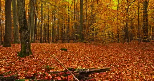 View of inside autumn forest with leaves and fallen trees.