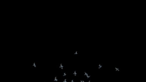 Realistic Flock of Pigeons Flying Upwards Animation