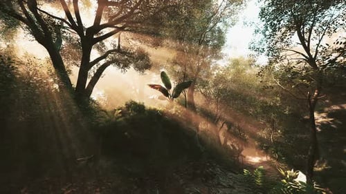 Sunlight Filters Through Trees in a Tranquil Forest at Dawn