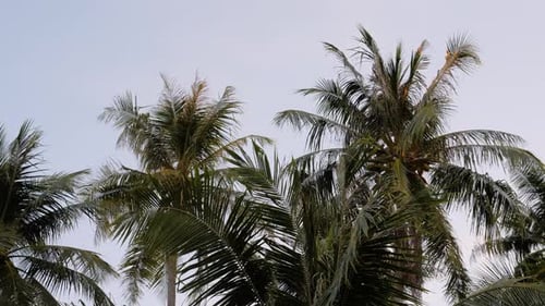 Palm trees and blue sky in Indonesia - camera tilting up in slow motion