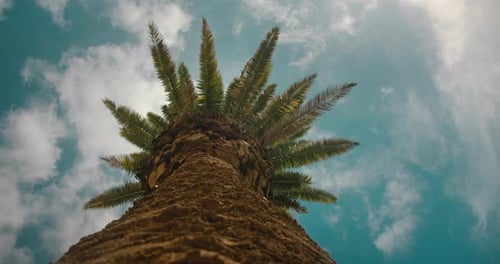 High Palm Tree Against Blue Sky on Sunny Day Closeup Old Tree Trunk View From Below Up