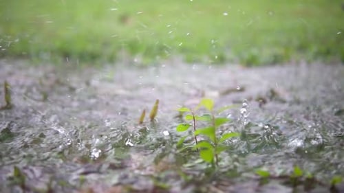 Vista de perto das gotas de chuva na grama e nas plantas