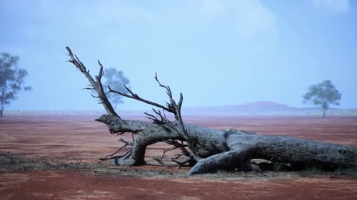 A Barren Desert Landscape with a Lone Dead Tree