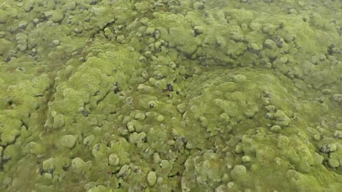Aerial View of Eldhraun Lava Field, Iceland, Flying with Drone Above Mossy Geological Lava Flows and