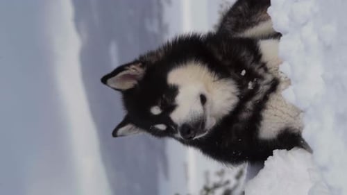 Vertical Shot Of An Alaskan Malamute Sitting On Snowy Landscape - close up