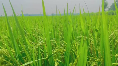 fresh rice plants are refreshing
