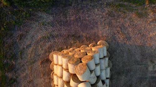 Many Bales Compressed Dry Wheat Straw Twisted Round Rolls on Field Sunset Dawn