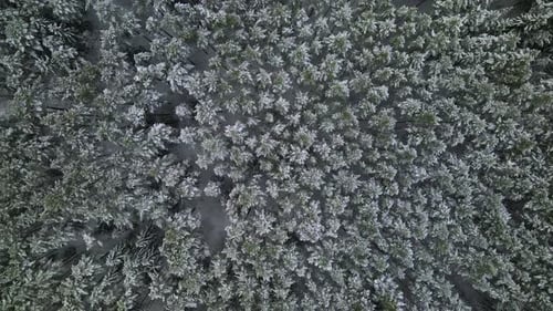 Aerial view of a frozen pine tree forest with snow covered trees in winter. Flight above winter fore