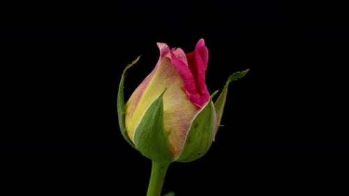Rose Bud Opens in Time Lapse, Close-up