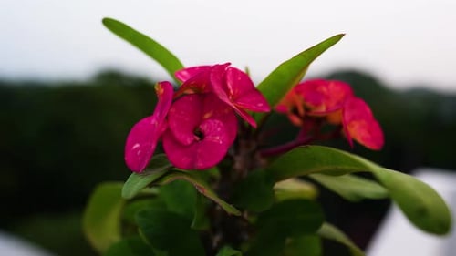 Beautiful Red Flowers View For Background